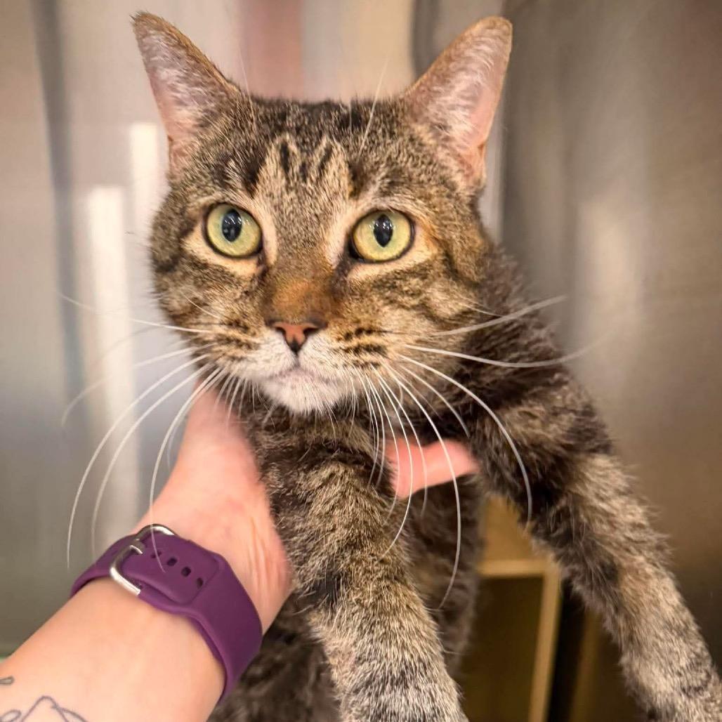 Enlarge Lilibet, a Adoptable Domestic Short Hair in Chillicothe, IL image 1/2