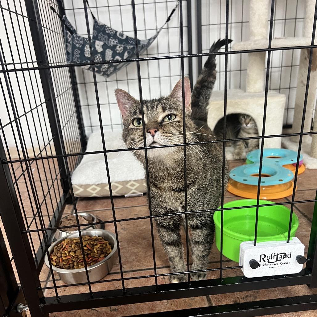 Enlarge Lilibet, a Adoptable Domestic Short Hair in Chillicothe, IL image 2/2