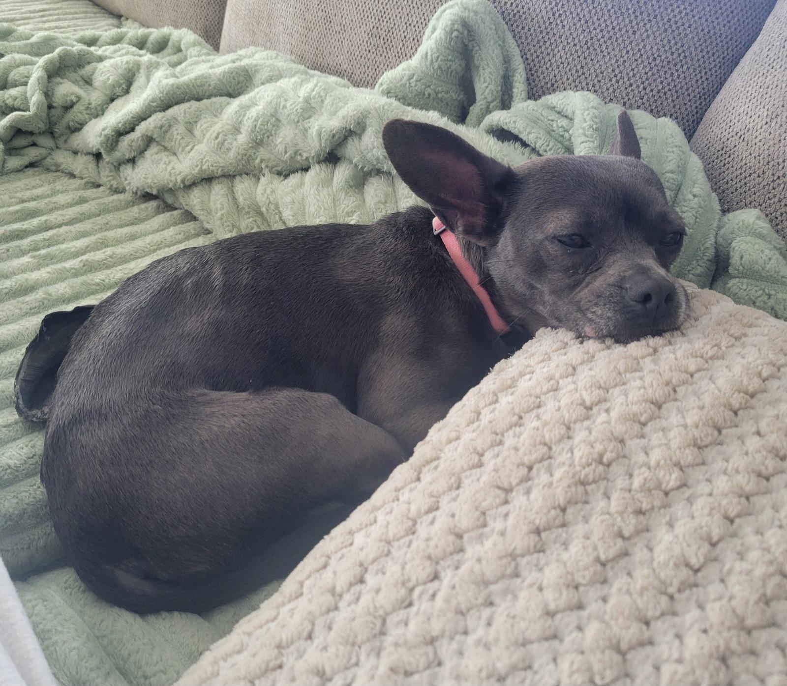 Enlarge Merlot, a Adoptable French Bulldog in LINDSAY, CA image 1/3