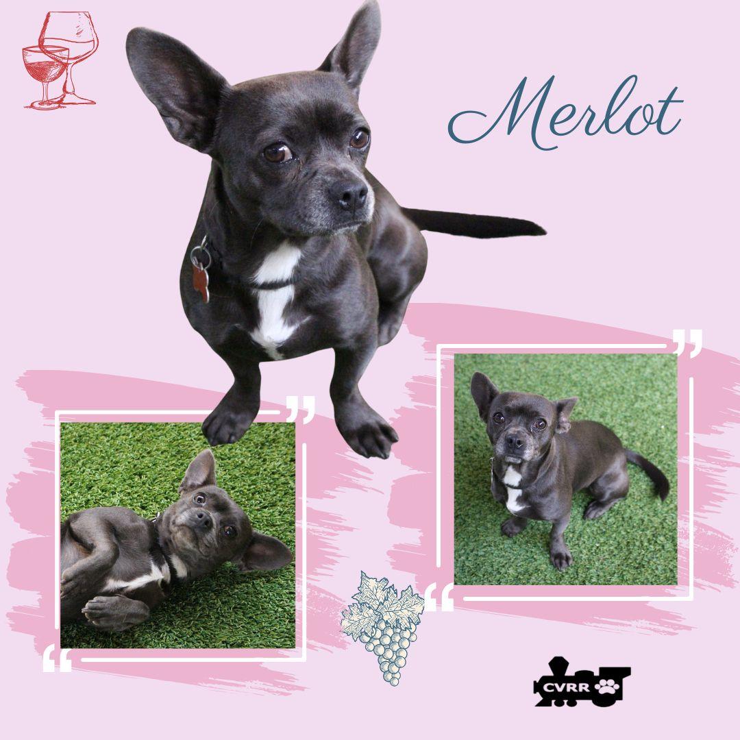 Enlarge Merlot, a Adoptable French Bulldog in LINDSAY, CA image 2/3