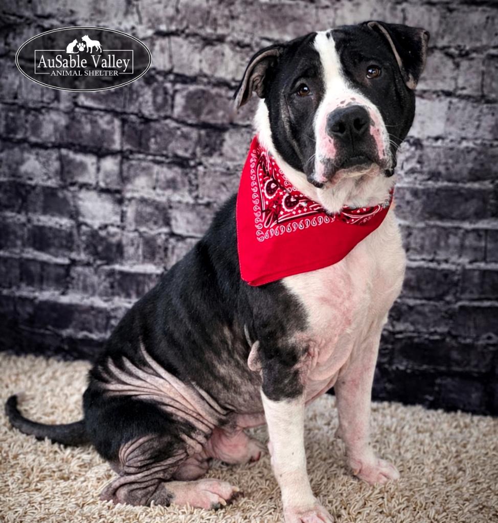 Eeyore, ADOPTABLE, Adult Male Mixed Breed.