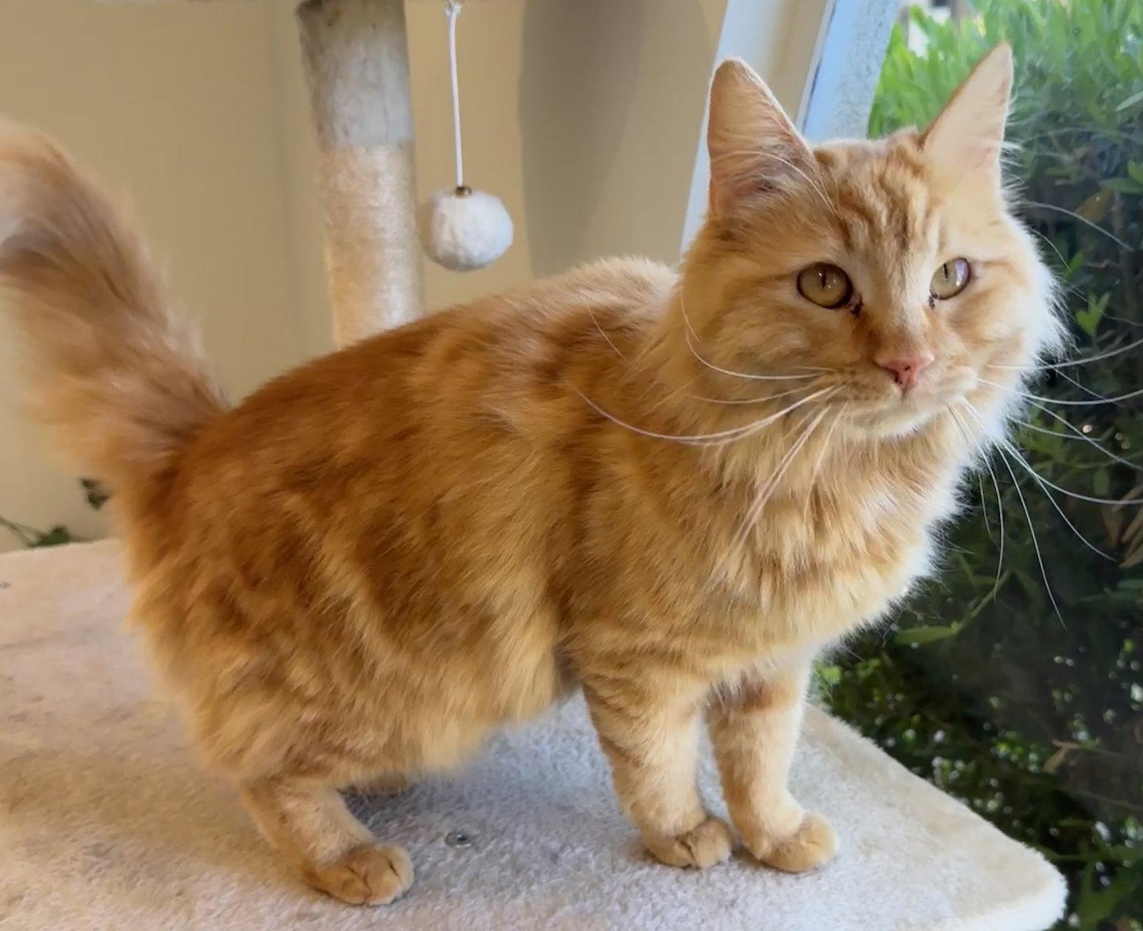 Enlarge Marshmallow - marvelous marmalade missy - CCC, a Adoptable mixed breed in San Luis Obispo, CA image 1/1