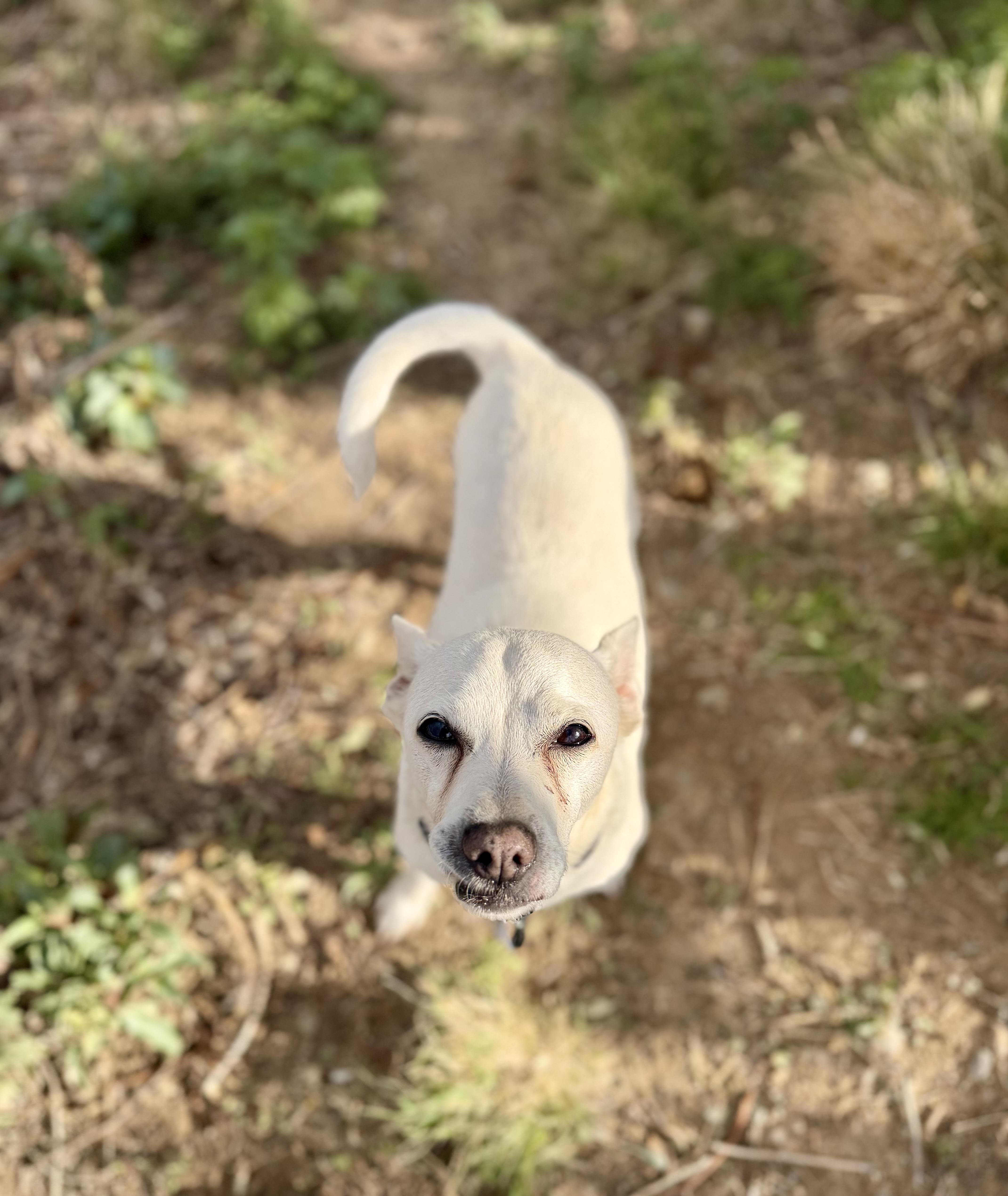 Stallone, ADOPTABLE, Adult Male Jack Russell Terrier & Chihuahua.