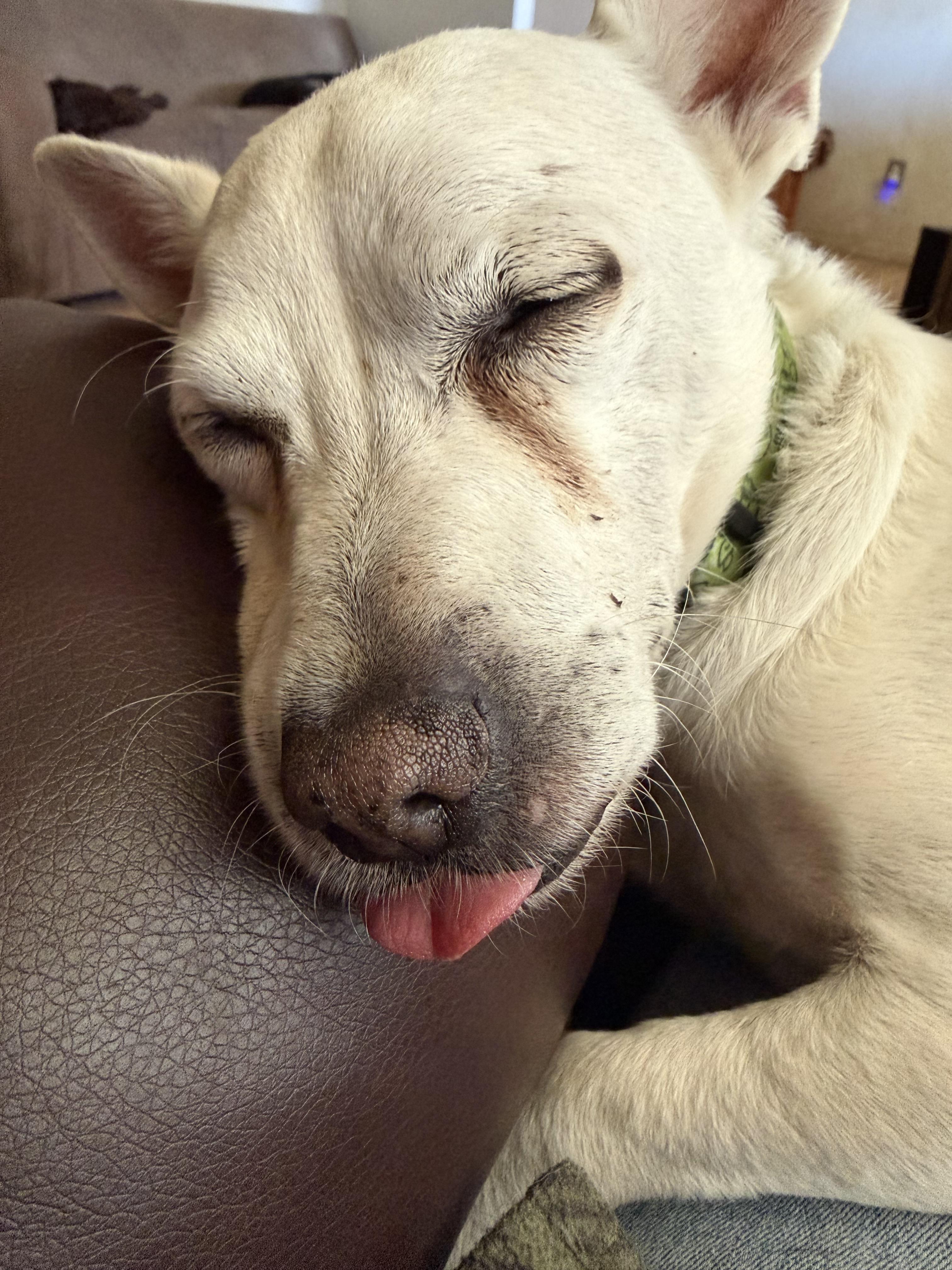 Stallone, a ADOPTABLE mixed breed in Gardnerville, NV image 2/2