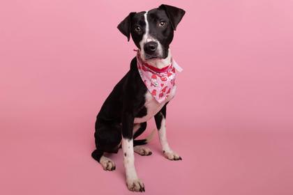 Enlarge Staci, a Adoptable mixed breed in Greenville, SC image 1/1