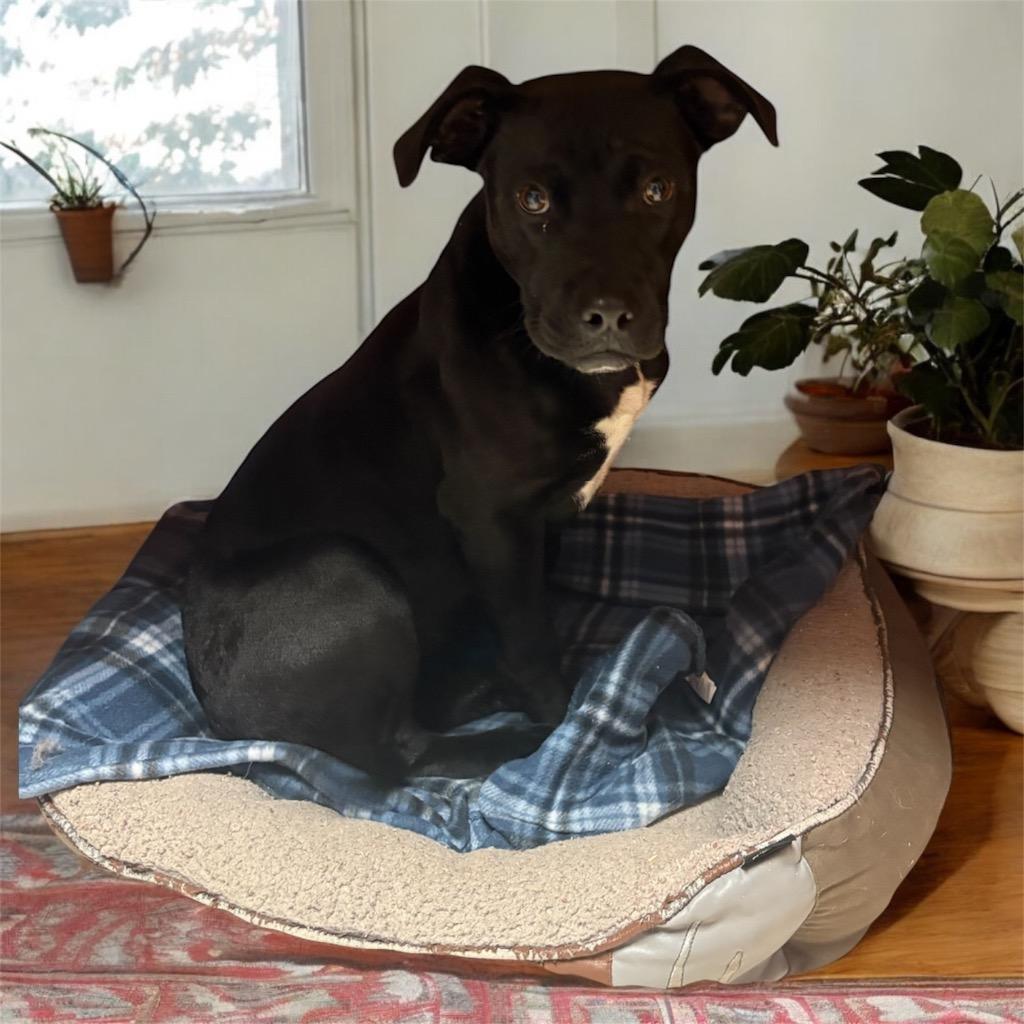 Millie, Adoptable, Adult Female Mixed Breed.