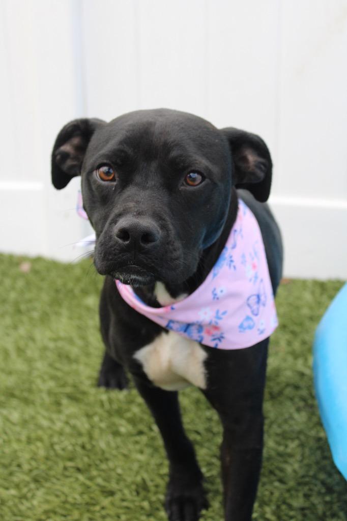 Enlarge Millie, a Adoptable mixed breed in Morgantown, KY image 2/2