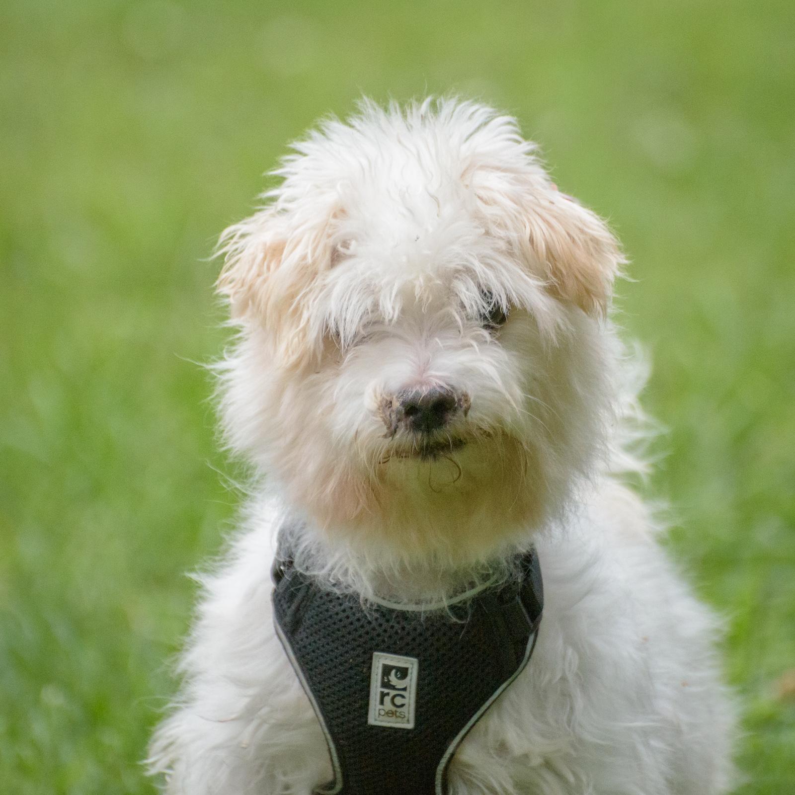 Enlarge Milton, a Adoptable Maltese in Lambertville, NJ image 1/4