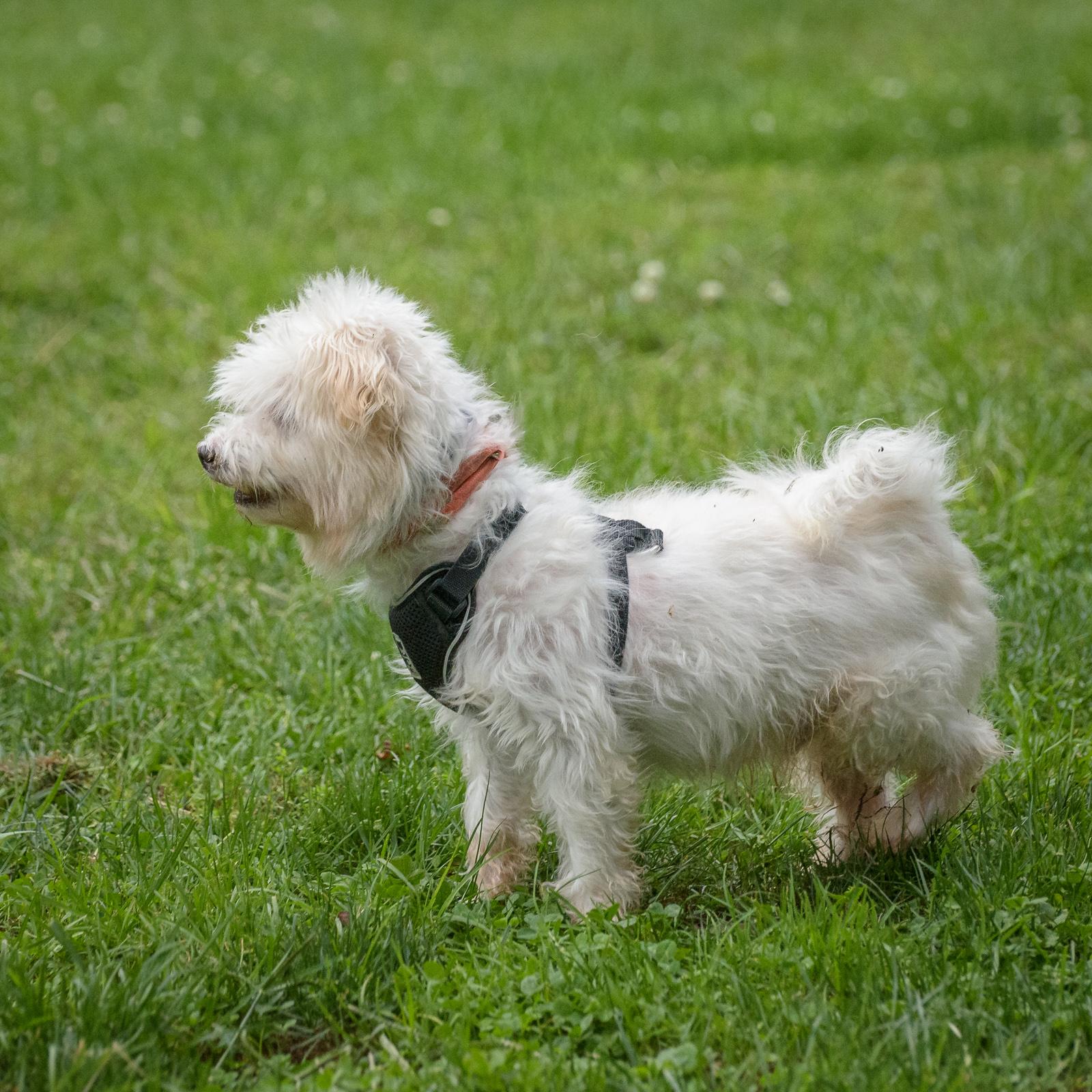 Enlarge Milton, a Adoptable Maltese in Lambertville, NJ image 4/4