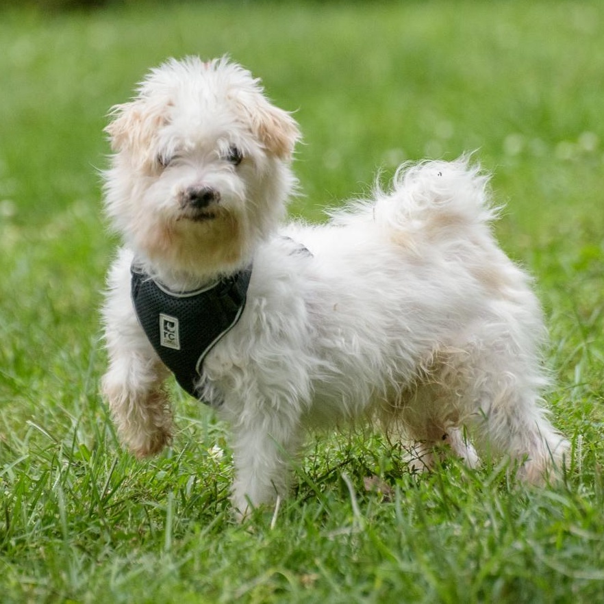 Enlarge Milton, a Adoptable Maltese in Lambertville, NJ image 3/4