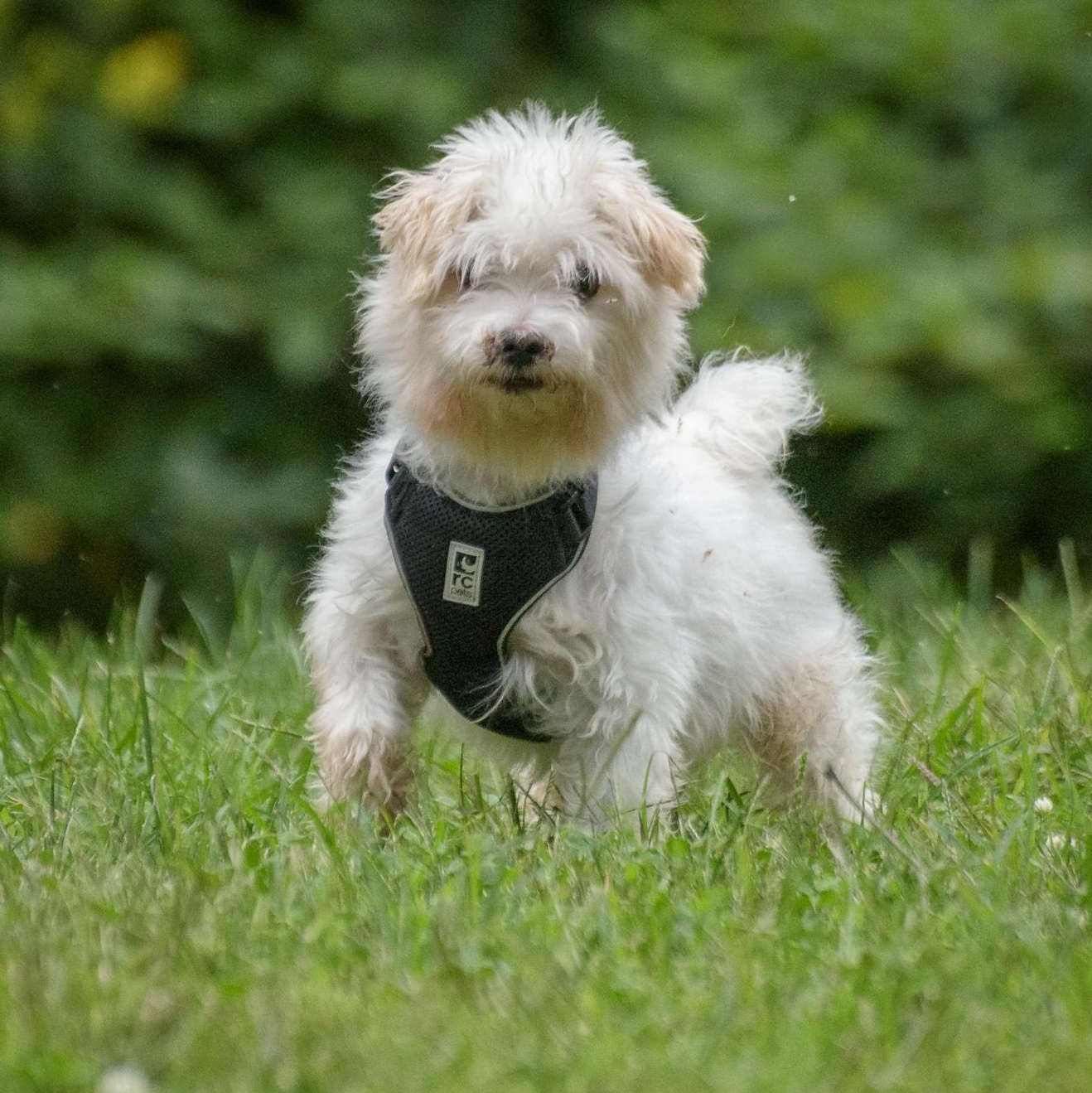 Enlarge Milton, a Adoptable Maltese in Lambertville, NJ image 2/4