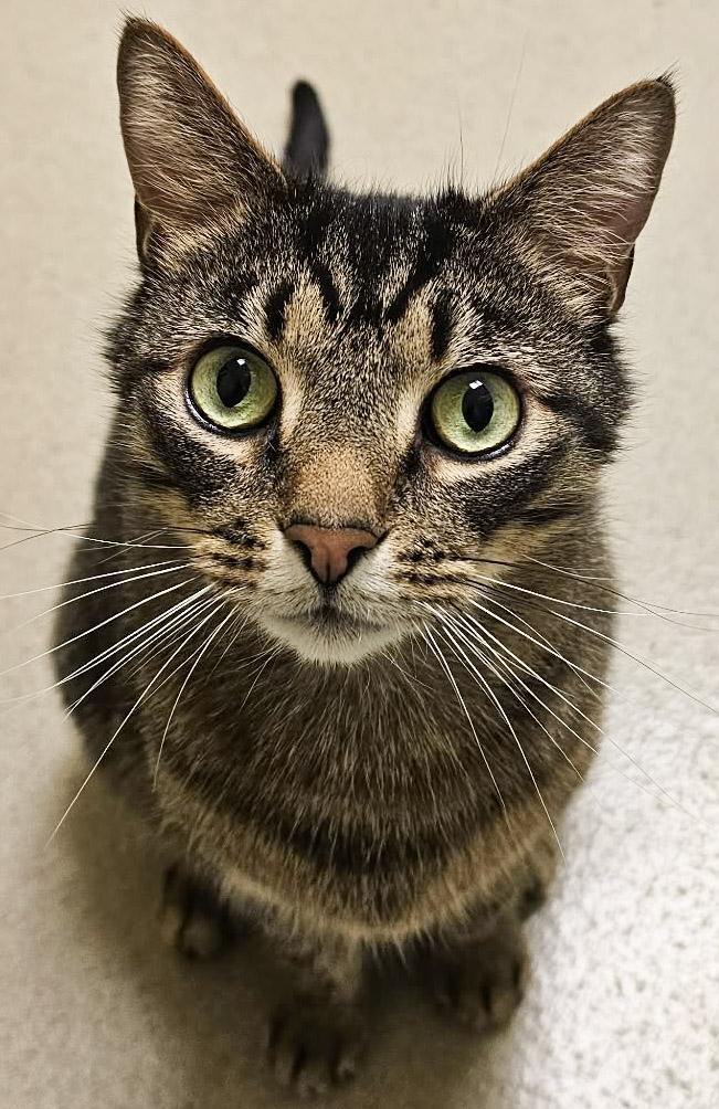 Hungry Man, ADOPTABLE, Adult Male Domestic Short Hair.