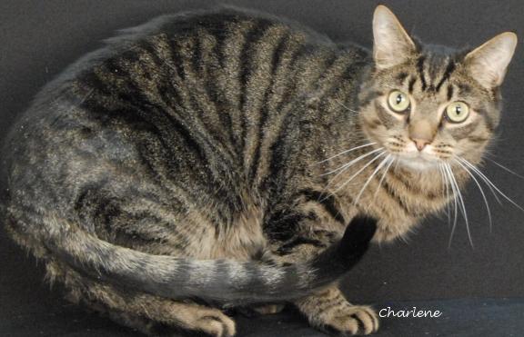 Hungry Man, ADOPTABLE, Adult Male Domestic Short Hair.