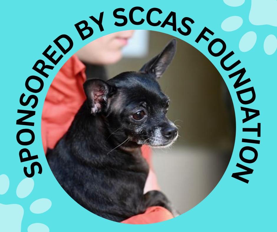 MISSY*, Adoptable, Adult Female Chihuahua & Mixed Breed.