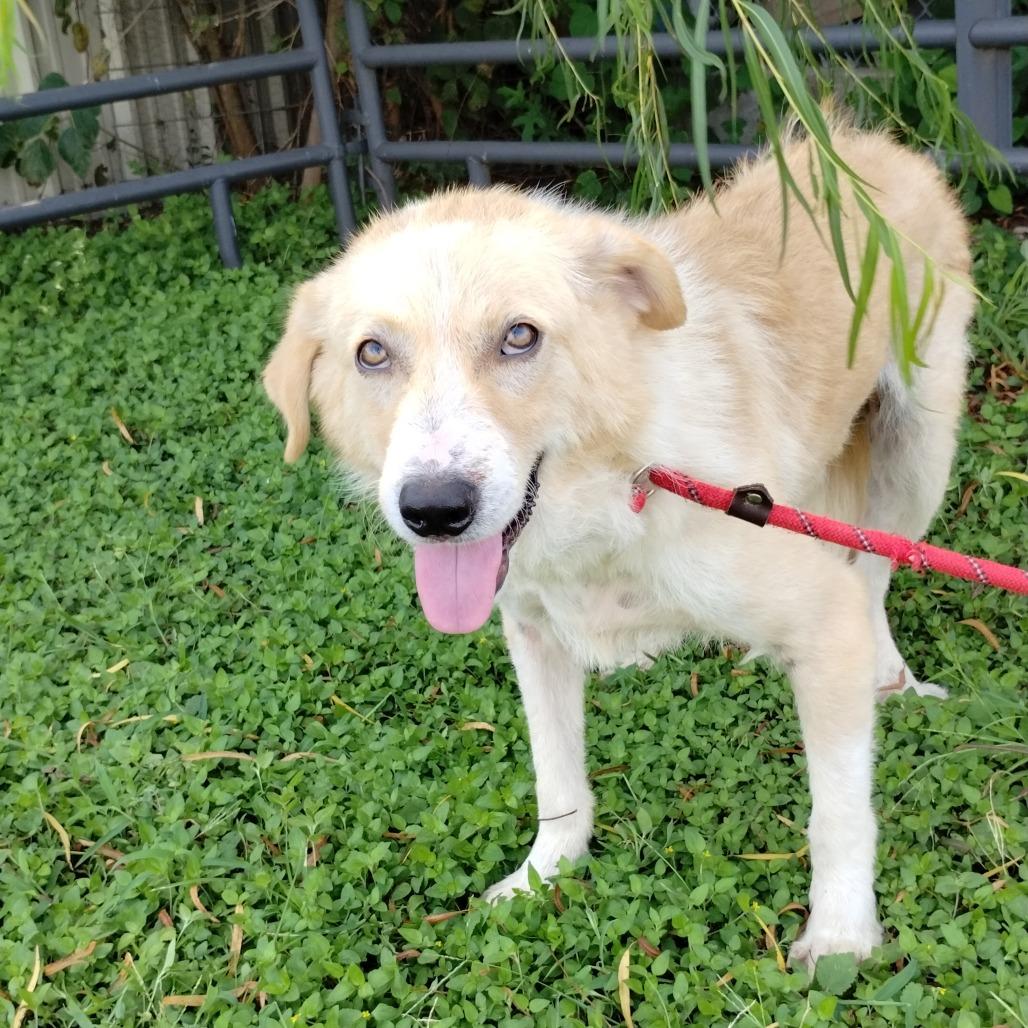 Corey P46414, Adoptable, Young Male Great Pyrenees & Labrador Retriever.