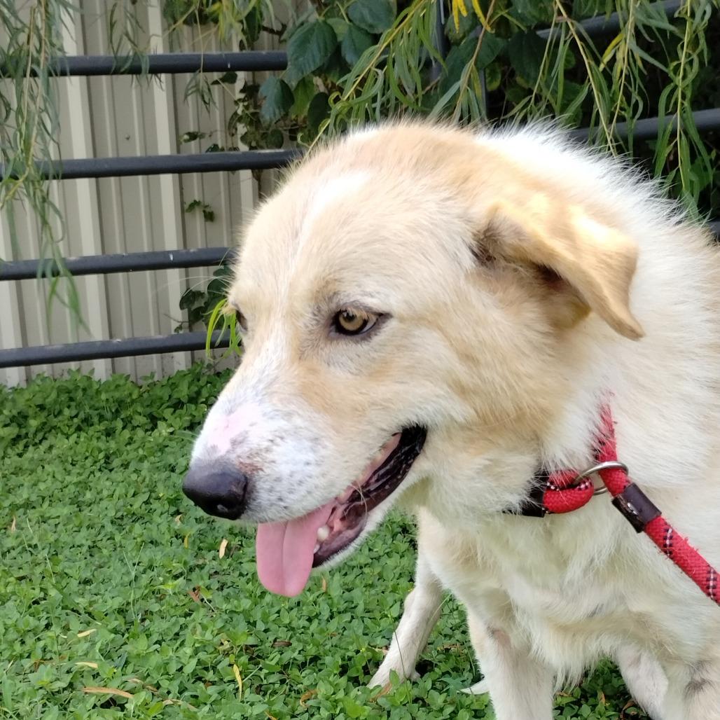 Enlarge Corey P46414, a Adoptable mixed breed in Corsicana, TX image 2/6