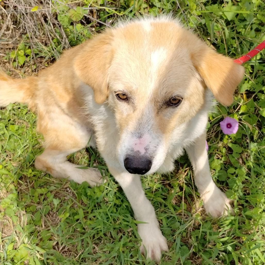 Enlarge Corey P46414, a Adoptable mixed breed in Corsicana, TX image 3/6