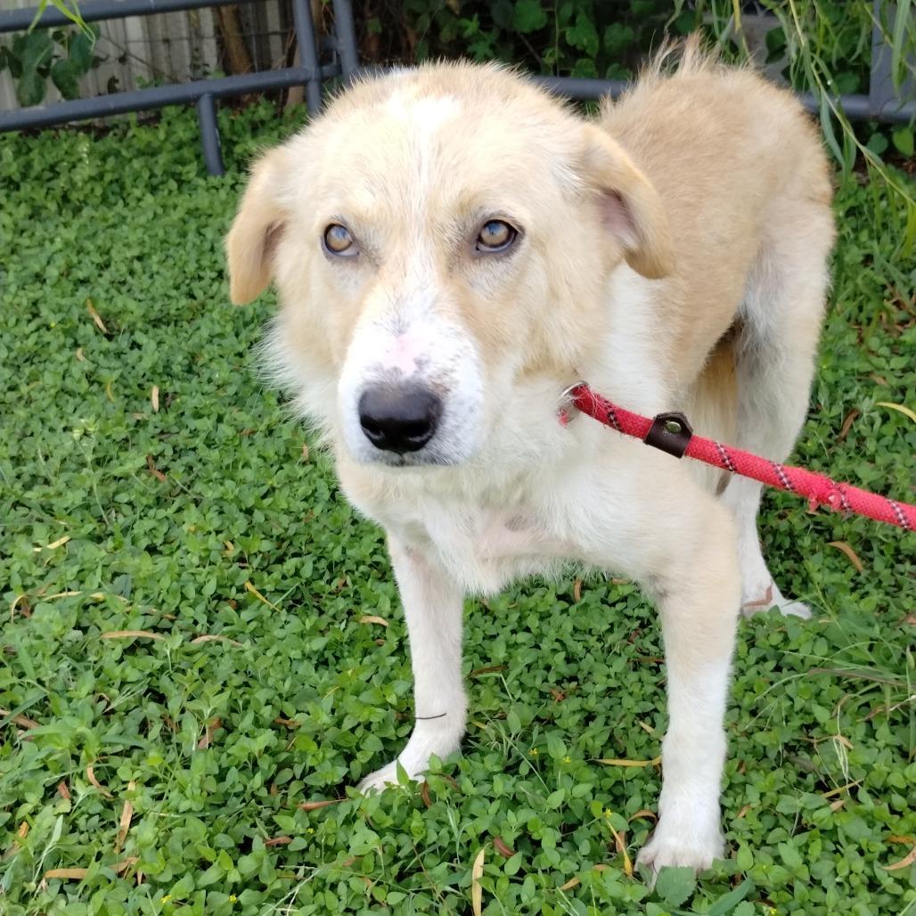 Enlarge Corey P46414, a Adoptable mixed breed in Corsicana, TX image 5/6