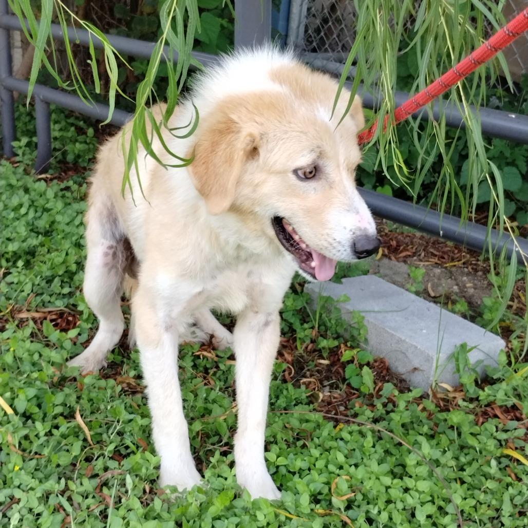 Enlarge Corey P46414, a Adoptable mixed breed in Corsicana, TX image 6/6