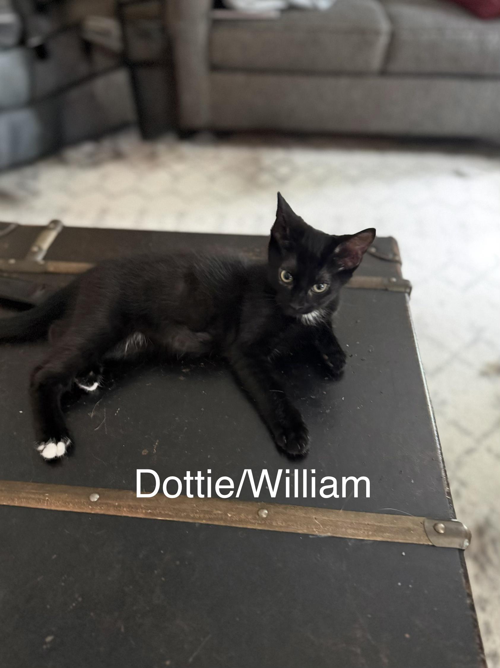 Dottie, adopted, Kitten Male Domestic Short Hair.