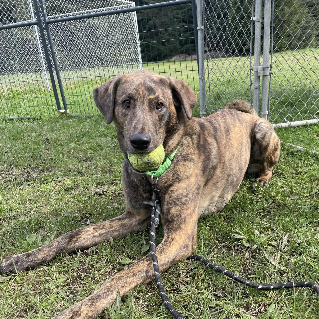 Enlarge Odin, a Adoptable mixed breed in Port Angeles, WA image 1/6