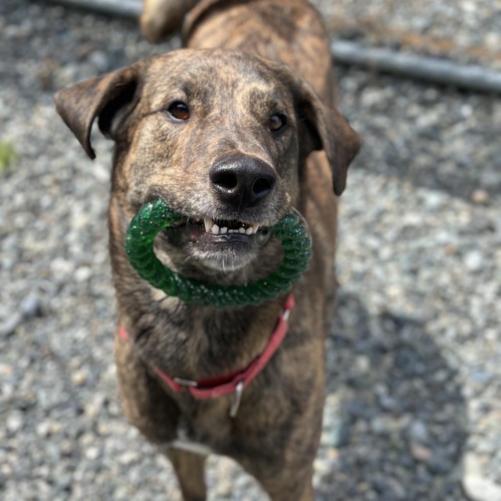 Enlarge Odin, a Adoptable mixed breed in Port Angeles, WA image 3/6