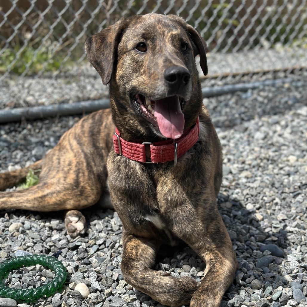 Enlarge Odin, a Adoptable mixed breed in Port Angeles, WA image 4/6