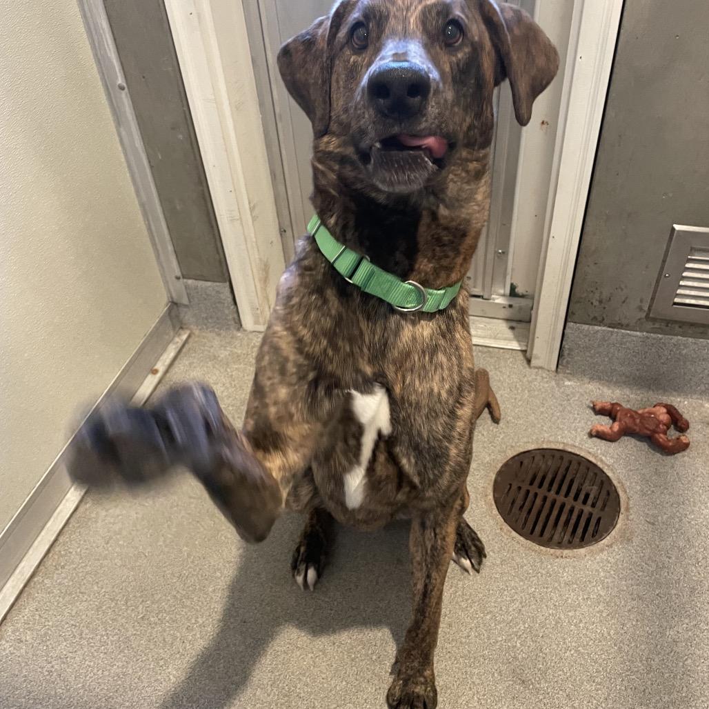Odin, a Adoptable mixed breed in Port Angeles, WA image 2/6