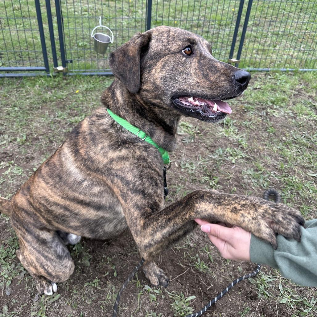 Odin, a Adoptable mixed breed in Port Angeles, WA image 5/6