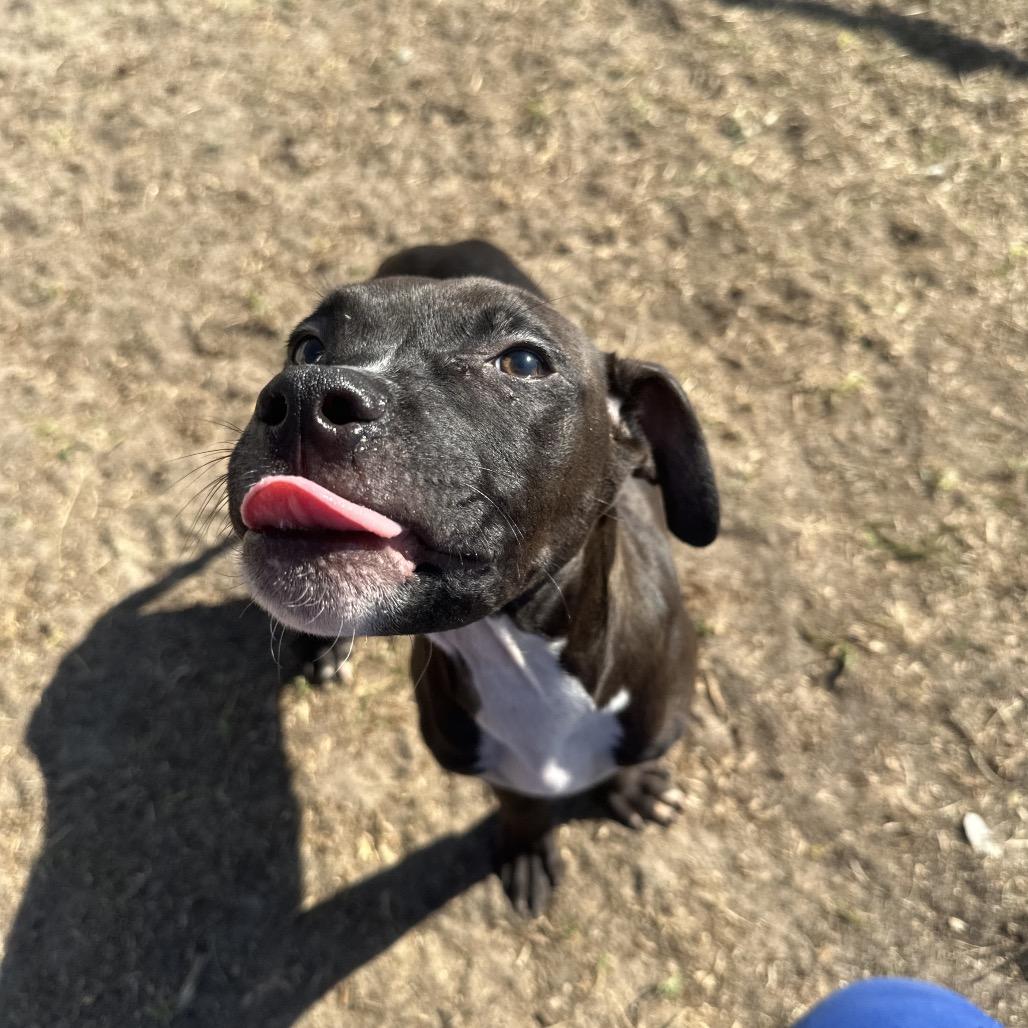 Enlarge Penguin, a Adoptable mixed breed in Valdosta , GA image 3/6
