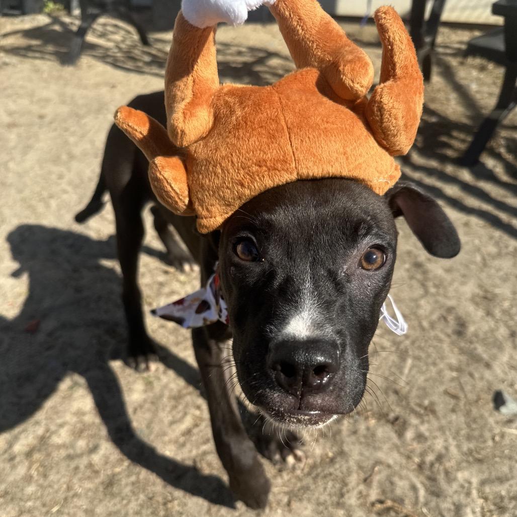 Enlarge Penguin, a Adoptable mixed breed in Valdosta , GA image 5/6