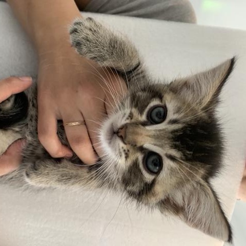 Enlarge Cacio e Pepe, a Adopted mixed breed in North Hollywood, CA image 2/4