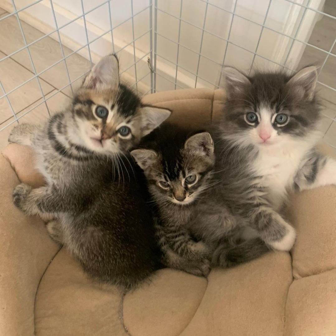 Cacio e Pepe, Baby Male American Shorthair