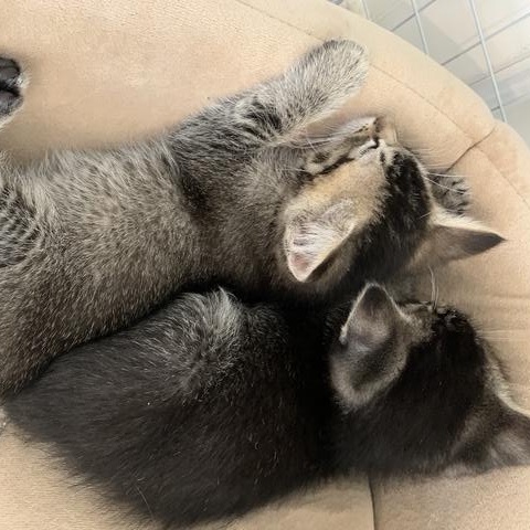 Enlarge Cacio e Pepe, a Adopted mixed breed in North Hollywood, CA image 4/4