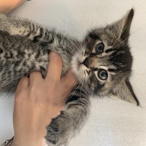 Enlarge Cacio e Pepe, a Adopted mixed breed in North Hollywood, CA image 3/4