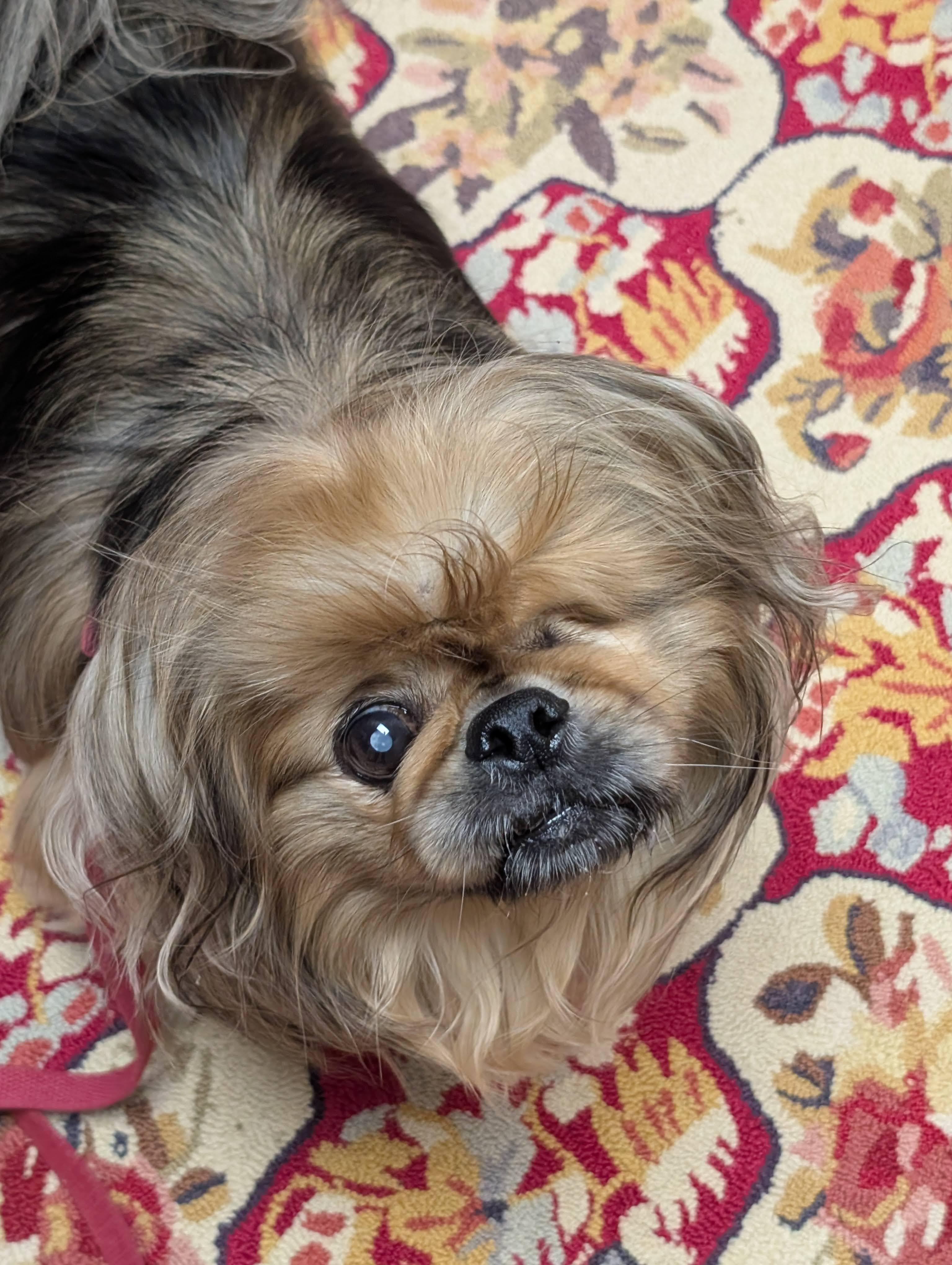 Enlarge Rocky, a Adoptable Pekingese in Greensboro, NC image 1/6