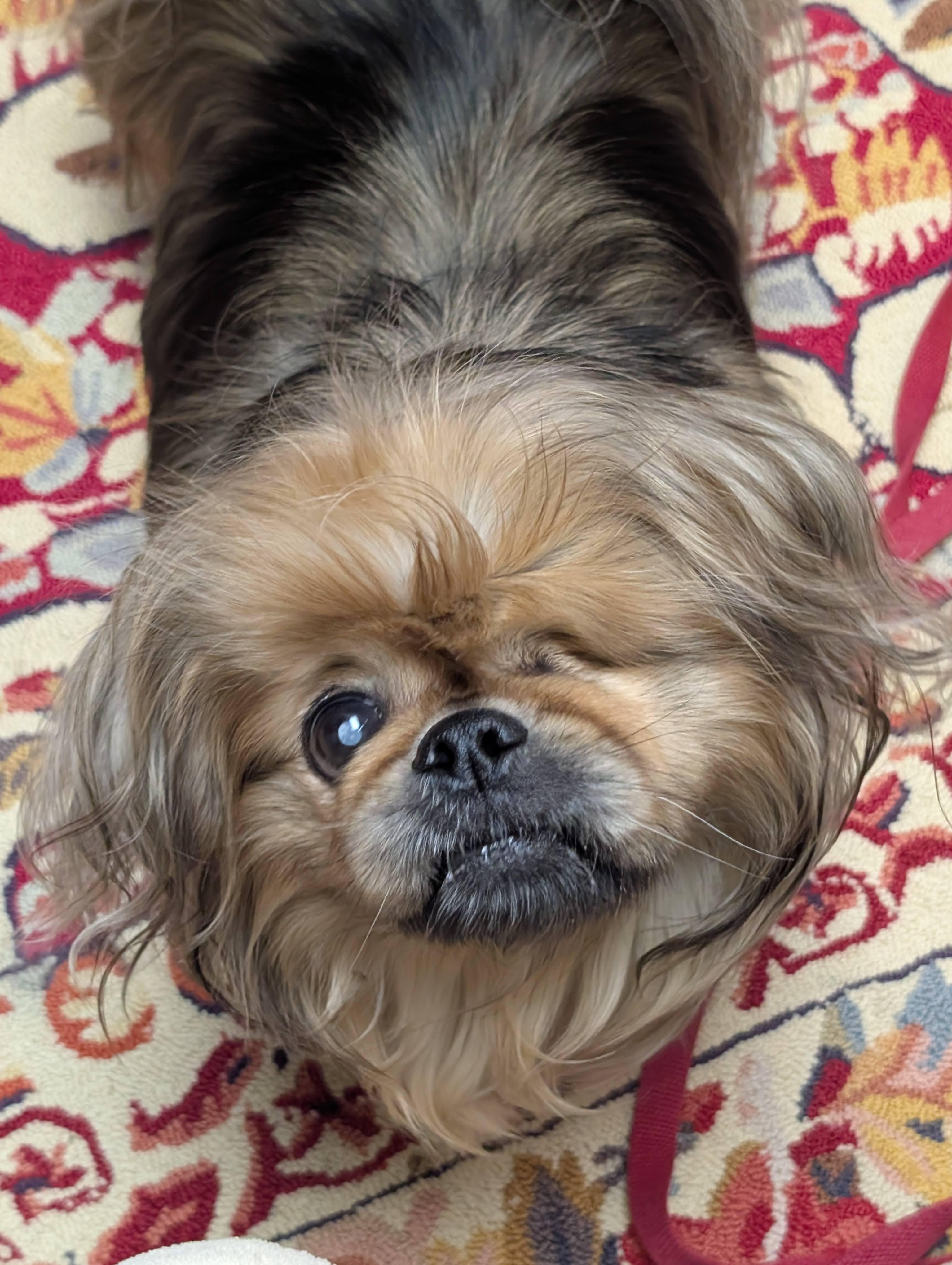 Enlarge Rocky, a Adoptable Pekingese in Greensboro, NC image 4/6