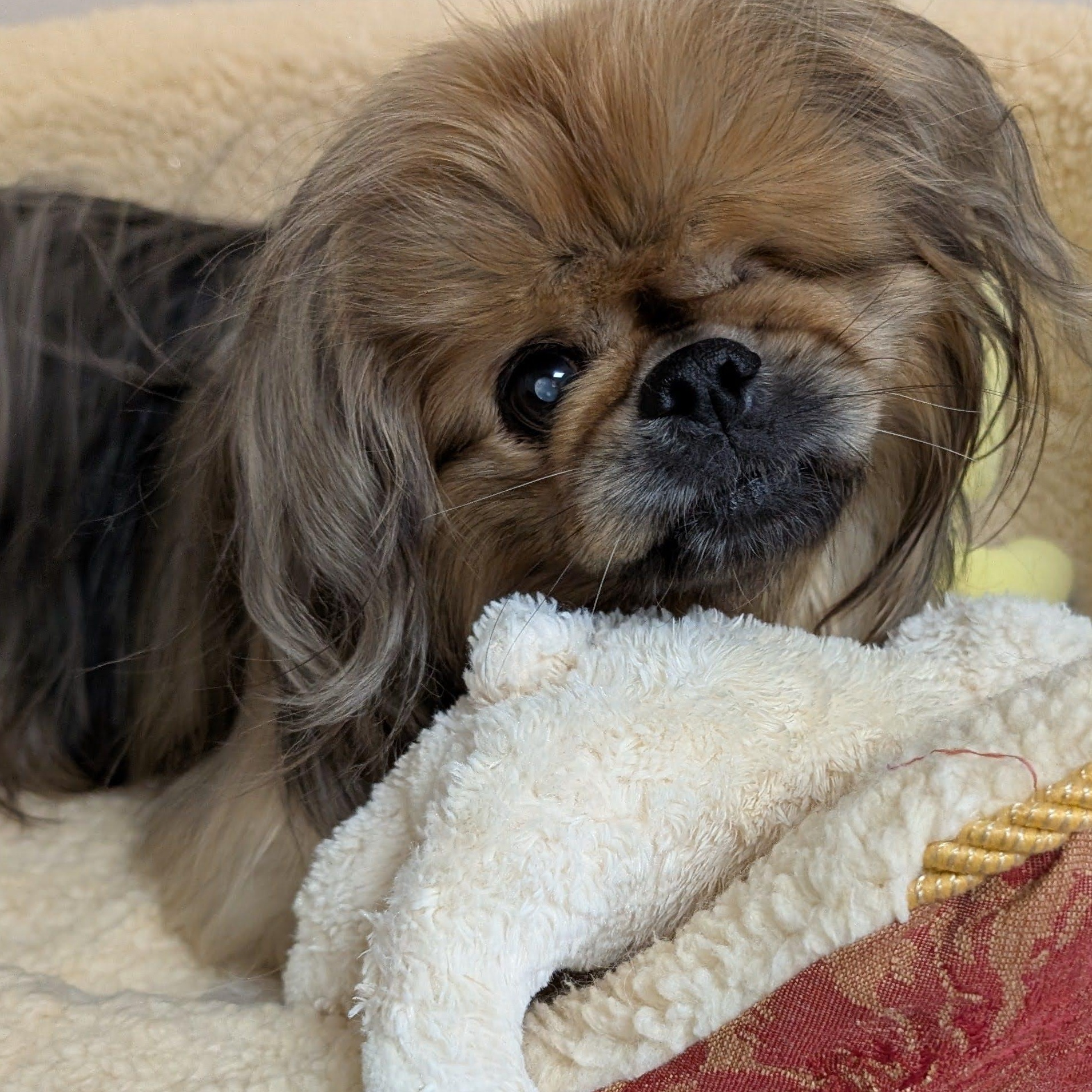 Enlarge Rocky, a Adoptable Pekingese in Greensboro, NC image 3/6