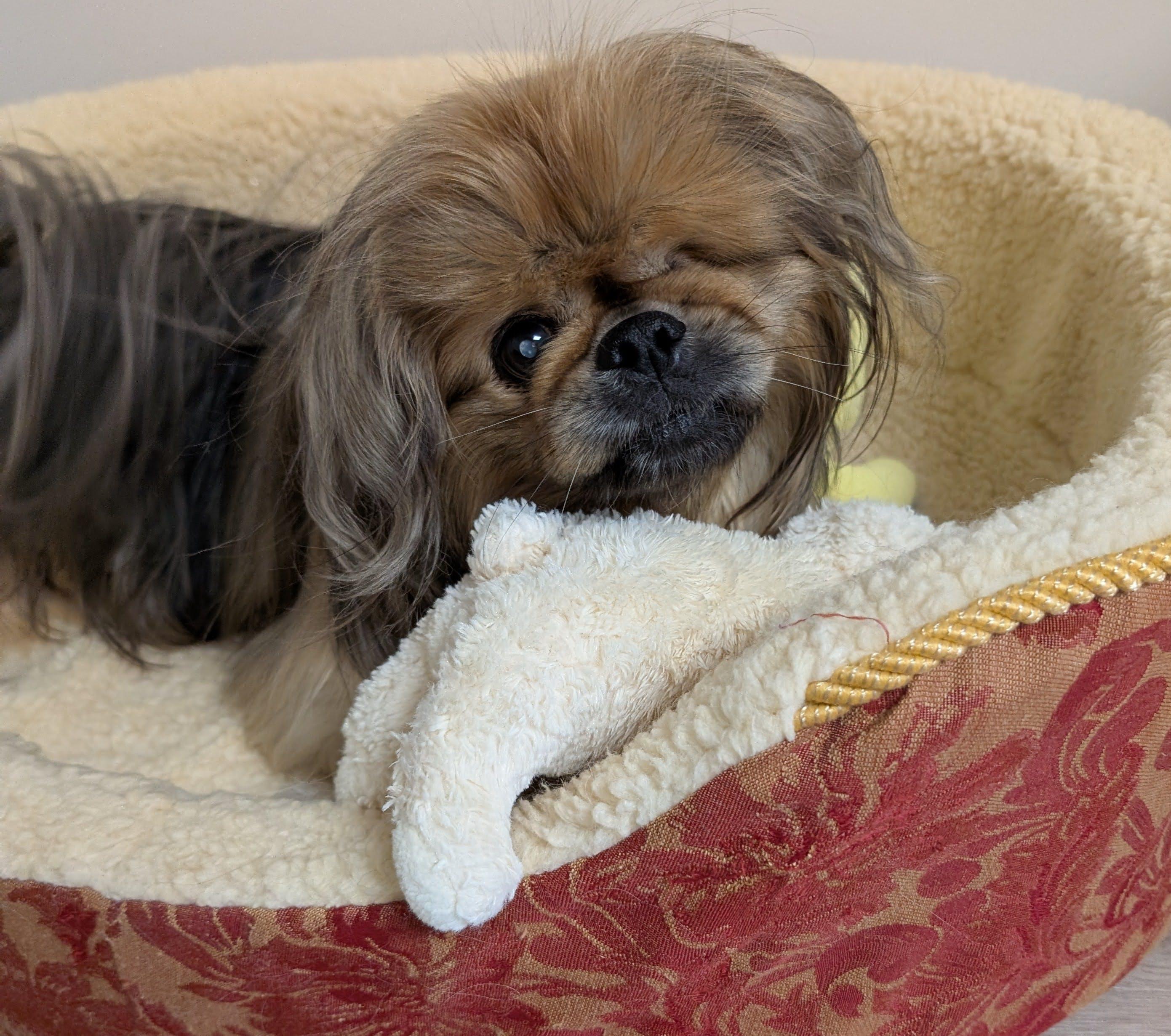 Enlarge Rocky, a Adoptable Pekingese in Greensboro, NC image 3/6