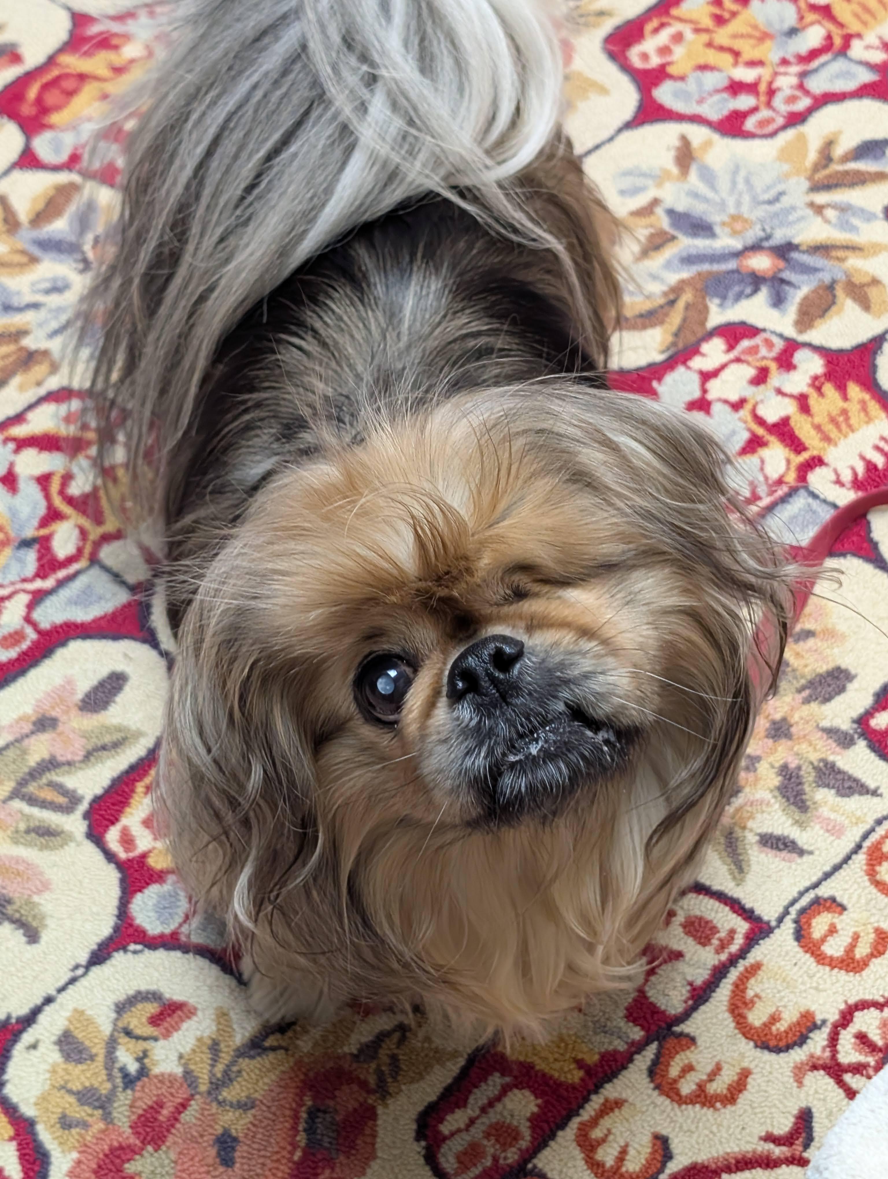 Enlarge Rocky, a Adoptable Pekingese in Greensboro, NC image 6/6