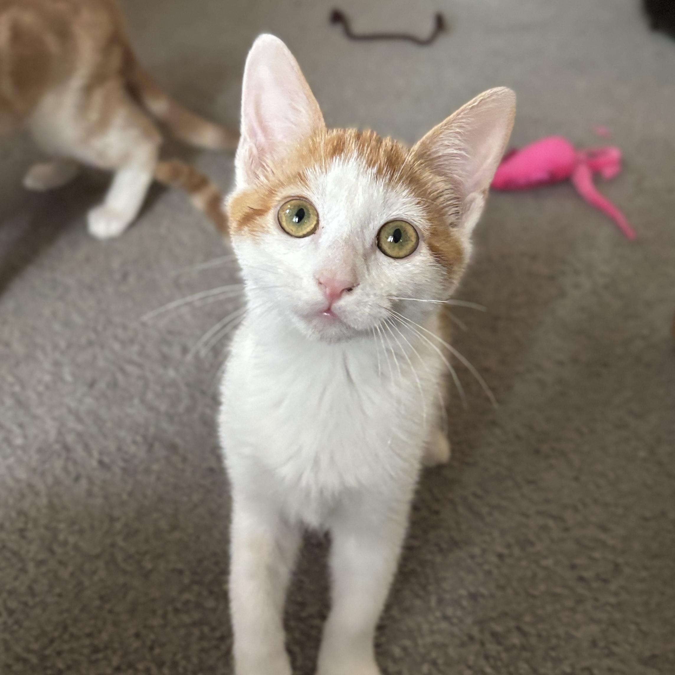 Cinnamon, ADOPTABLE, Kitten Female Domestic Short Hair.