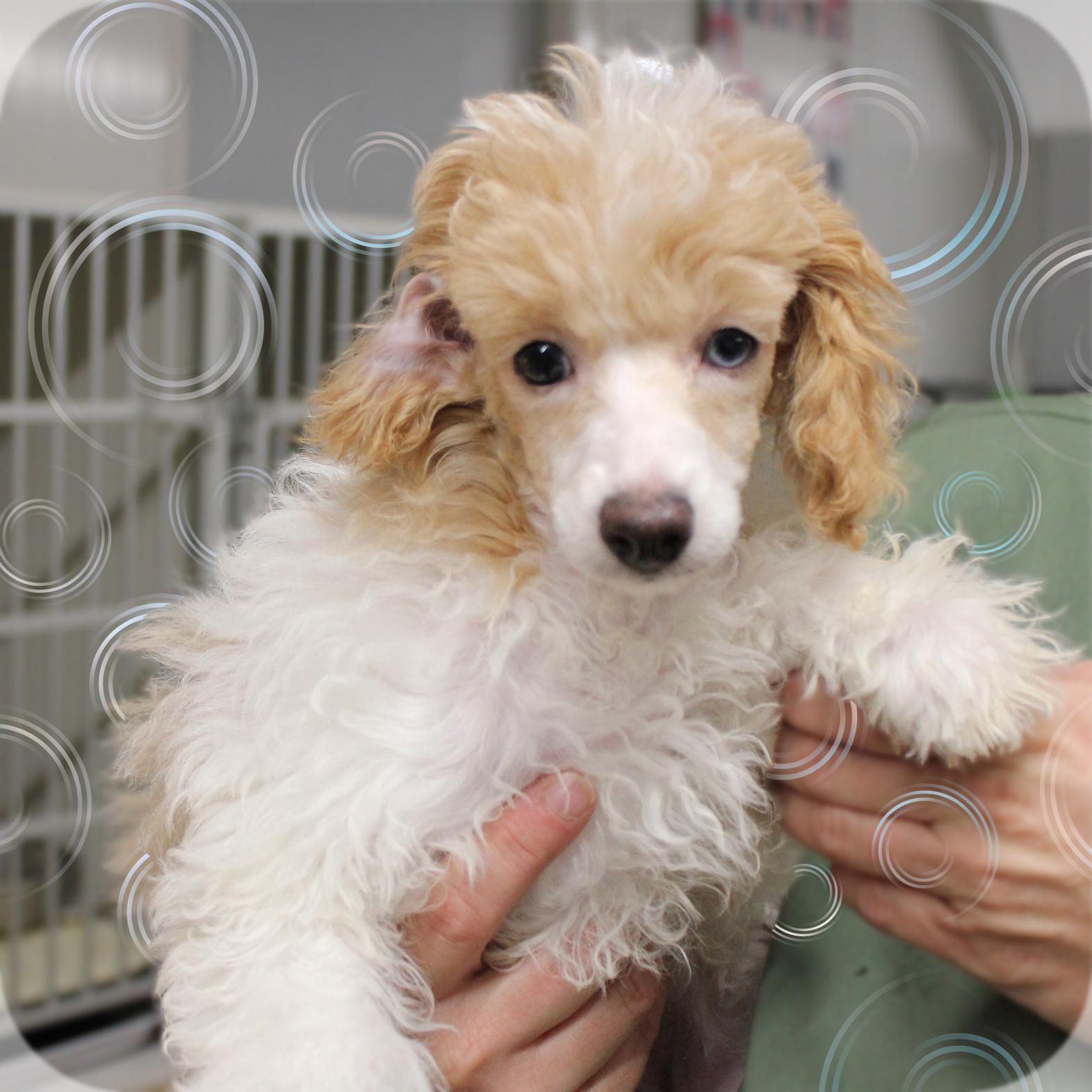 Emma, Adopted, Puppy Female Miniature Poodle.