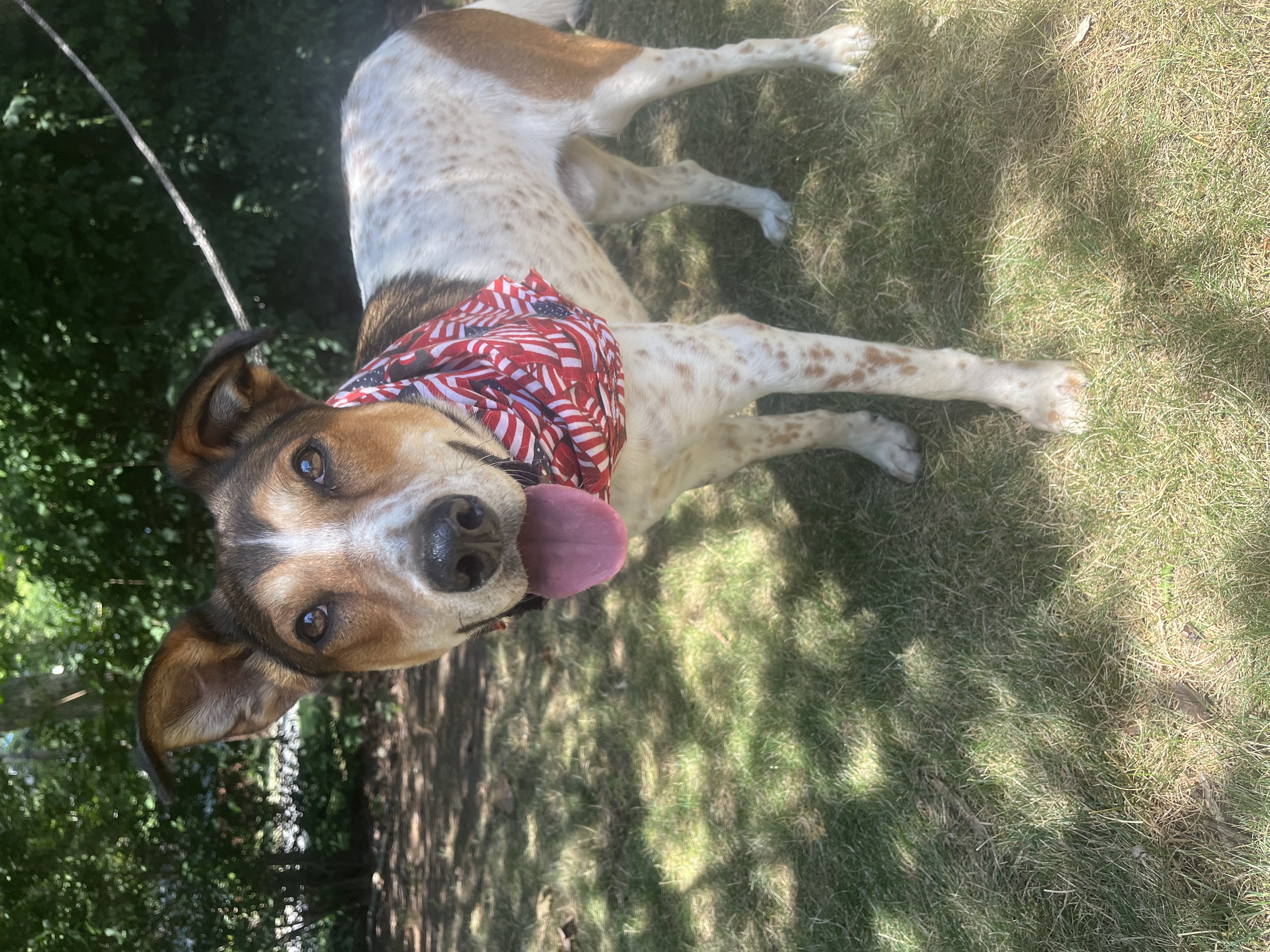 Enlarge Rusty - Long Island, a Adoptable mixed breed in Hampton Bays, NY image 4/5