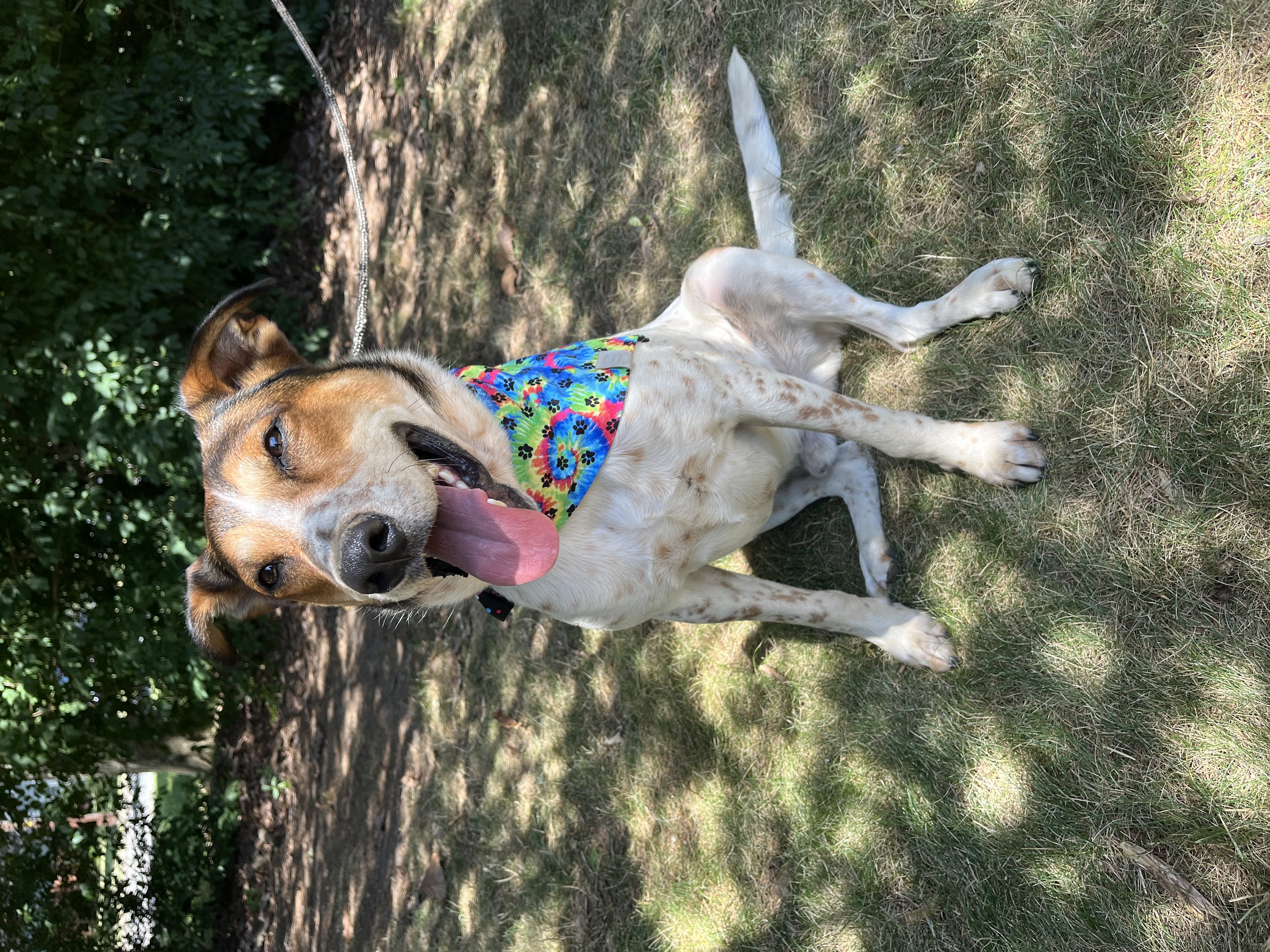 Enlarge Rusty - Long Island, a Adoptable mixed breed in Hampton Bays, NY image 5/5