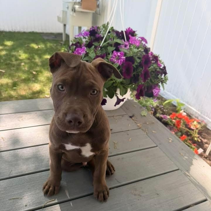 Enlarge Chucky (Rugrats Litter), a ADOPTABLE mixed breed in Alma, MI image 1/1