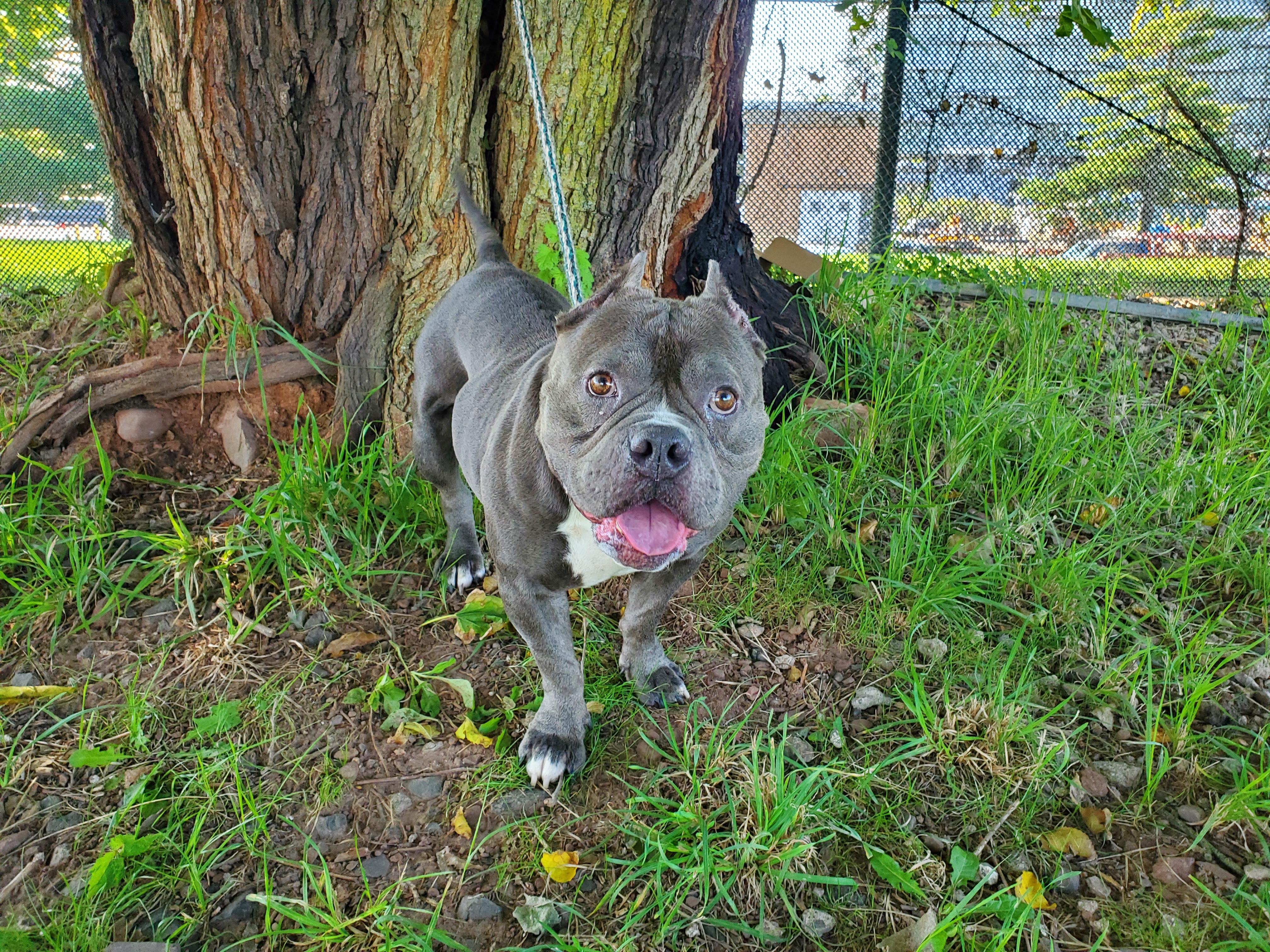 Enlarge Rain, a Adoptable mixed breed in Jersey city, NJ image 1/1