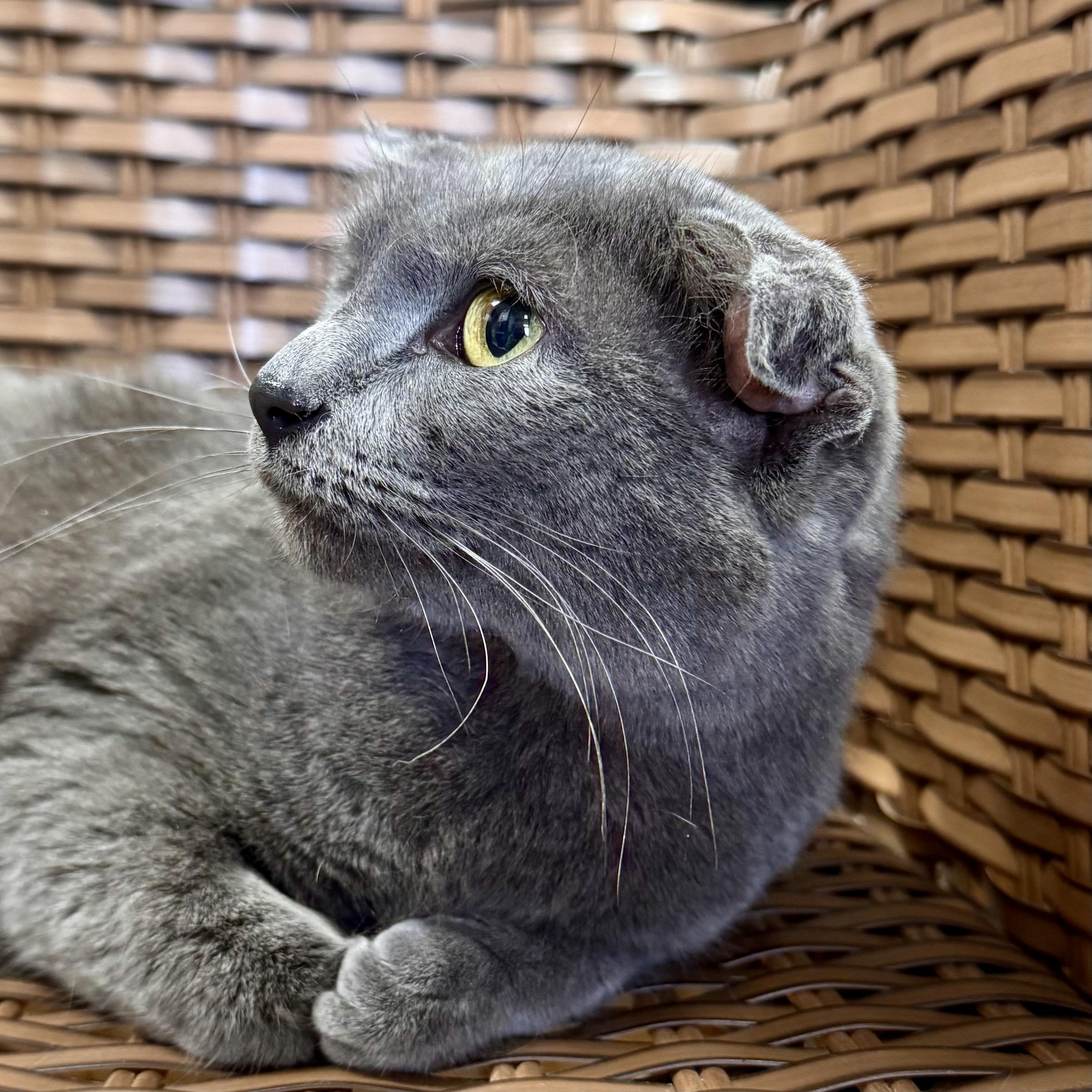 Enlarge Murie , a ADOPTABLE Domestic Short Hair in Midland, MI image 3/4