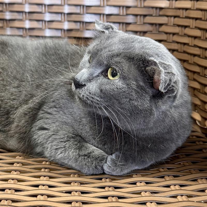 Enlarge Murie , a ADOPTABLE Domestic Short Hair in Midland, MI image 4/4