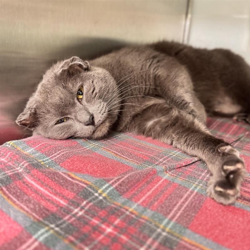 Murie , ADOPTABLE, Adult Female Domestic Short Hair.