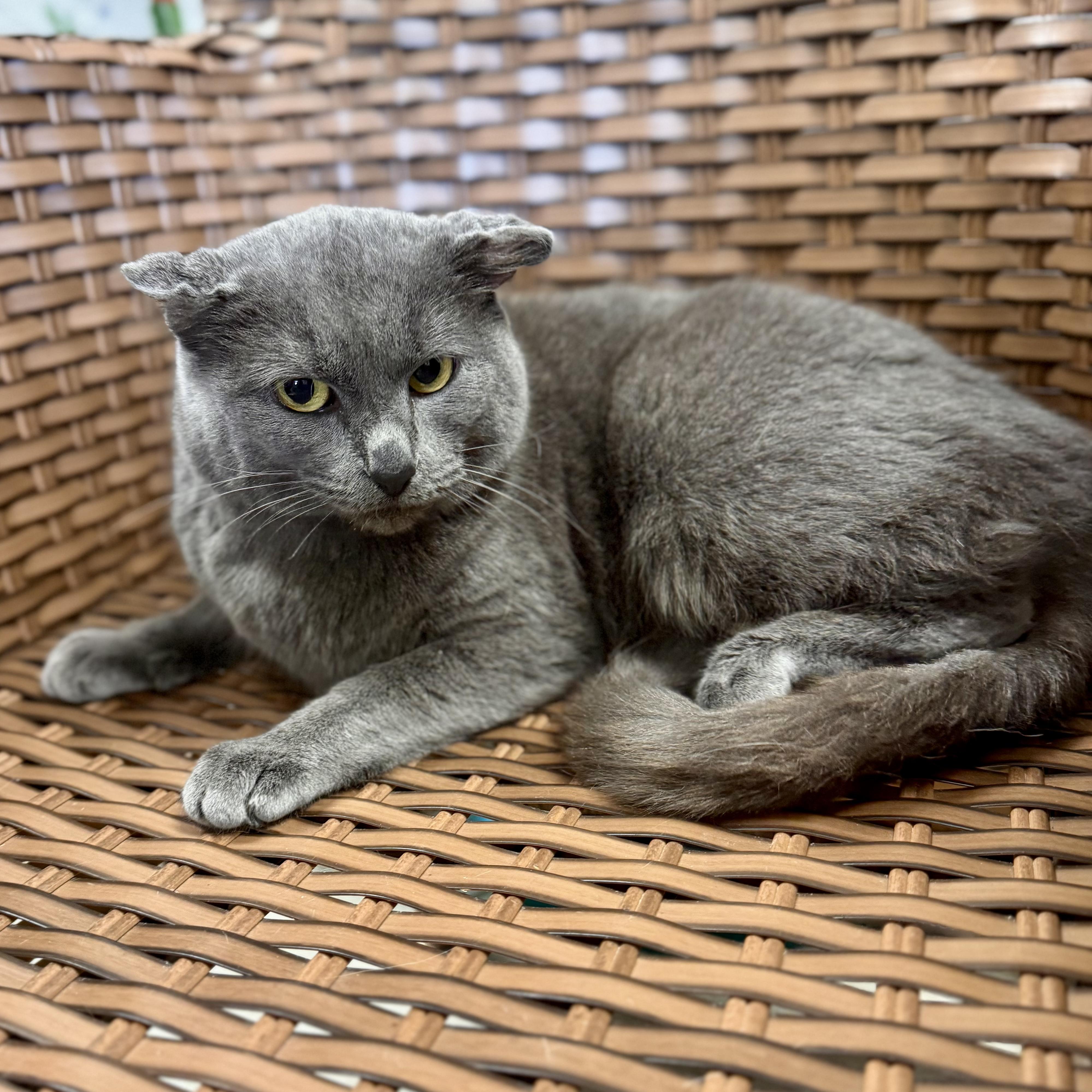 Enlarge Murie , a ADOPTABLE Domestic Short Hair in Midland, MI image 2/4